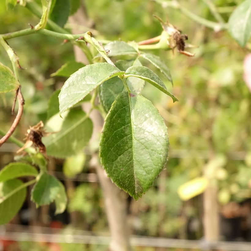 Rosier tige pleureur Magic Meillandecor Meibonrib (Foliage)