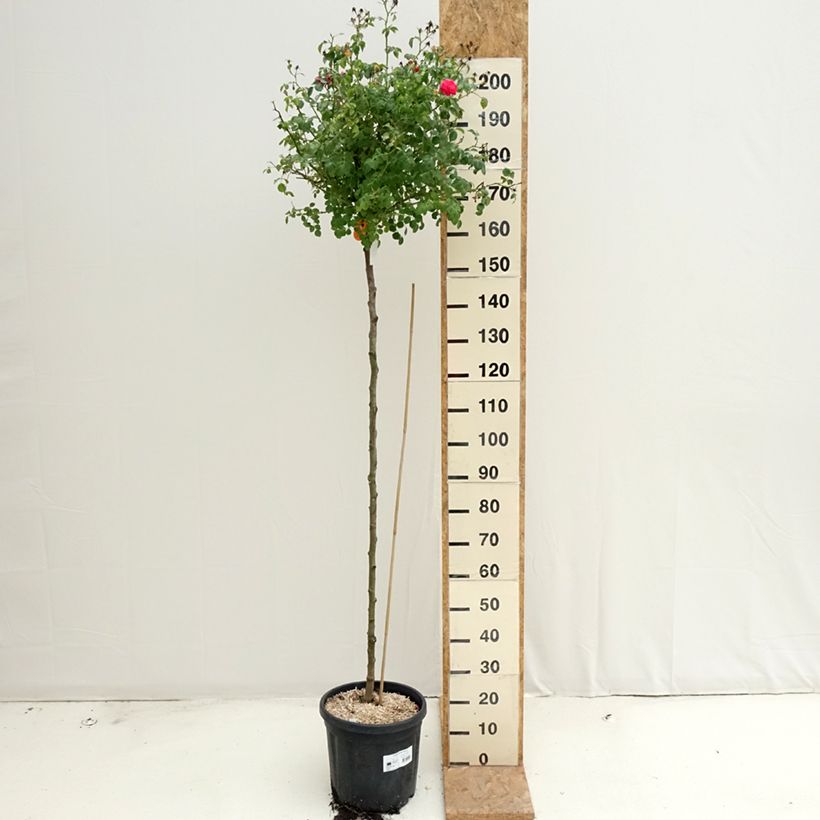 Example of Rosier tige pleureur Magic Meillandecor Meibonrib Pot de 7,5L/10L, Tige, Pleureur as you get in ete