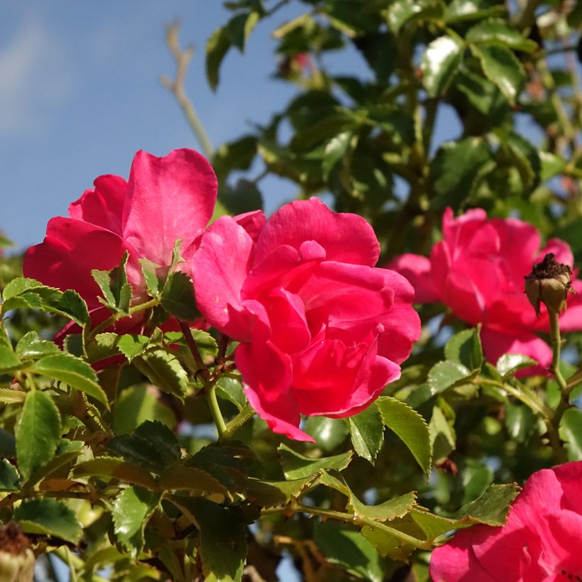 Rosier tige pleureur Magic Meillandecor Meibonrib (Flowering)