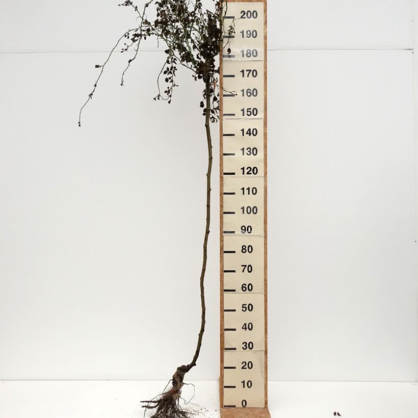 Example of Rosier tige pleureur Magic Meillandecor Meibonrib Racines nues, Tige, Tige de 70/90 as you get in hiver