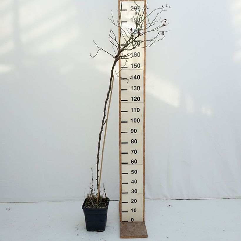 Example of Rosier tige pleureur Scarlet Meillandecor Meikrotal  Pot de 7,5L/10L Pleureur as you get in hiver