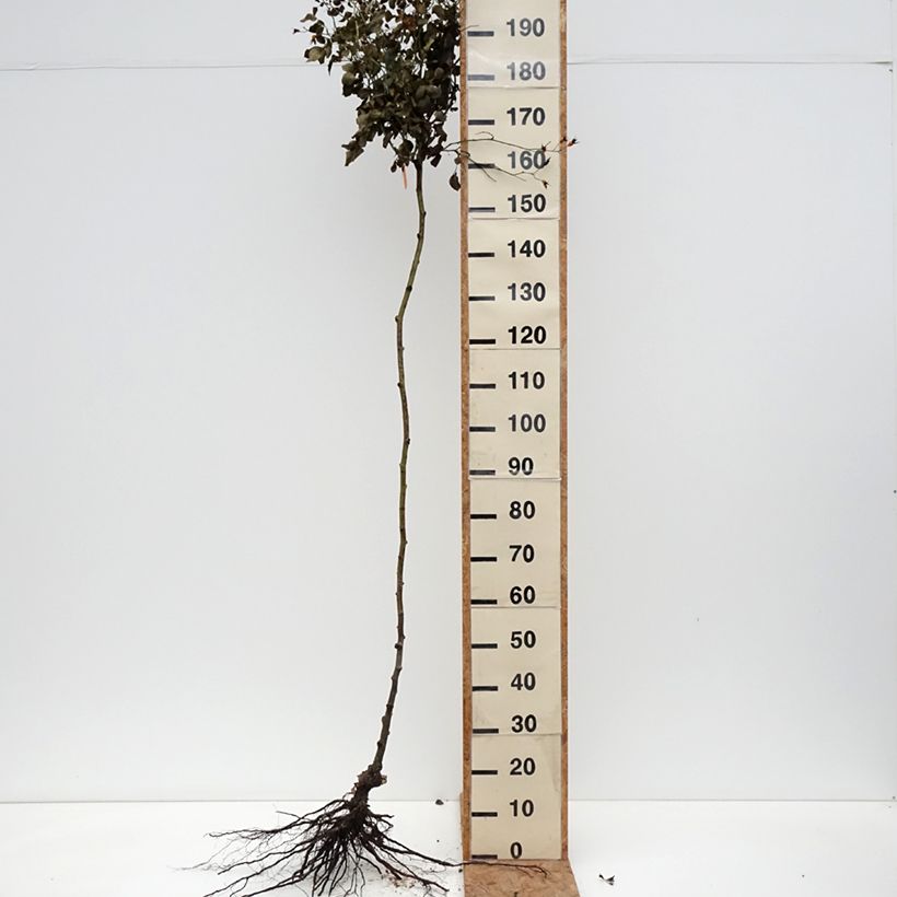 Example of Rosier tige pleureur Scarlet Meillandecor Meikrotal  Racines nues, Tige, Tige de 70/90 as you get in hiver