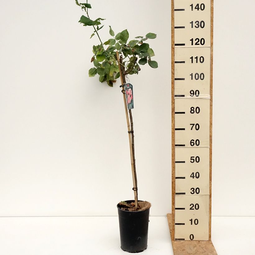 Spécimen de Rosier tige Queen Elisabeth Pot de 6L/7L, Tige, Tige de 70/90 tel que livré en été