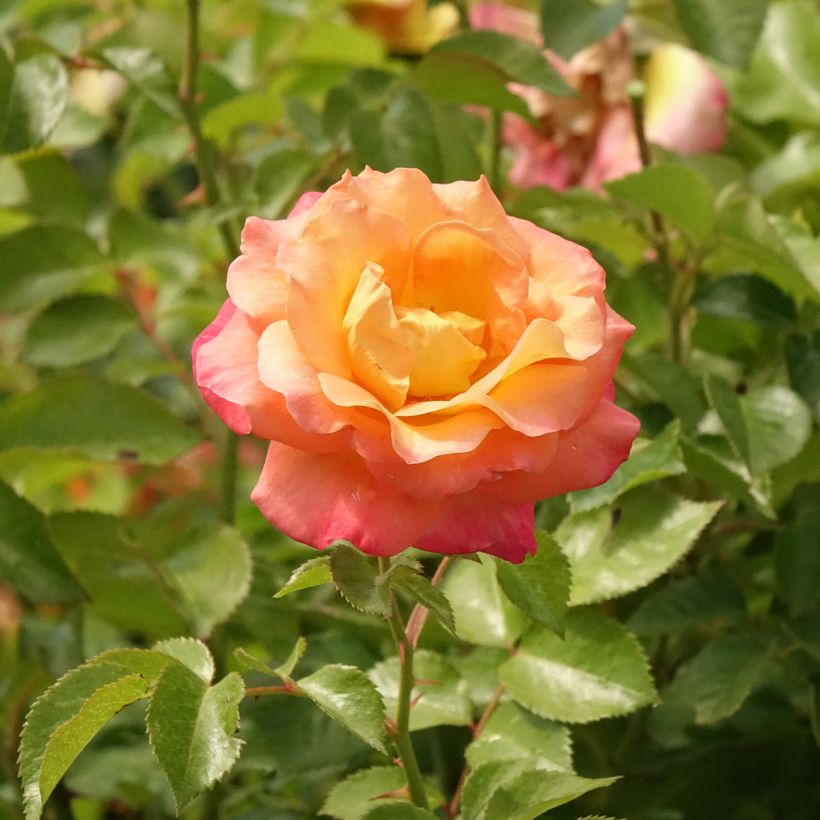 Rosier tige Rochemenier Village (Flowering)