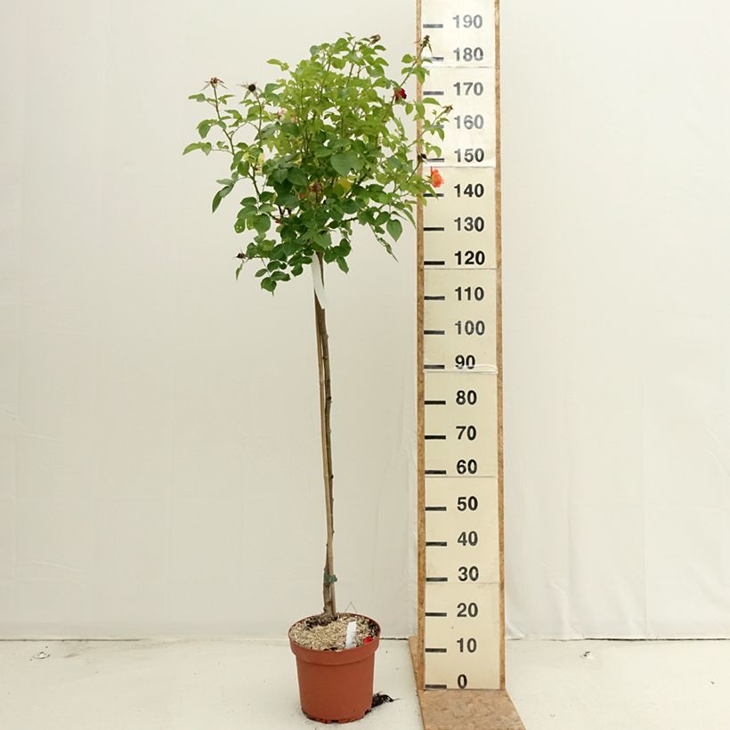 Example of Rosier tige Rochemenier Village Pot de 7,5L/10L, Tige, Tige de 90/120 as you get in ete