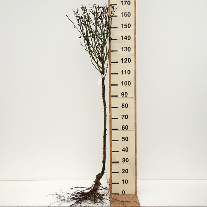 Example of Rosier tige Rochemenier Village Racines nues, Tige, Tige de 70/90 as you get in hiver