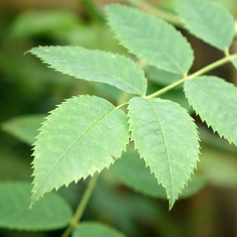 Rosier tige Toscana (Feuillage)