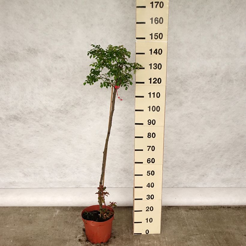 Spécimen de Rosier tige Toscana Pot de 4L/5L, Tige, Tige de 90/120 tel que livré au printemps