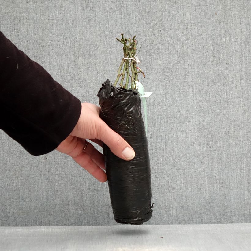 Example of Rosier Urban Streetlight Larissa Racines nues en motte as you get in hiver