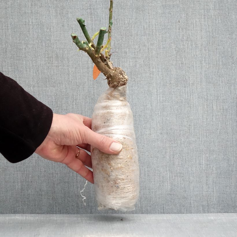 Example of Rosier Urban Streetlight Phoenix Racines nues en motte as you get in hiver