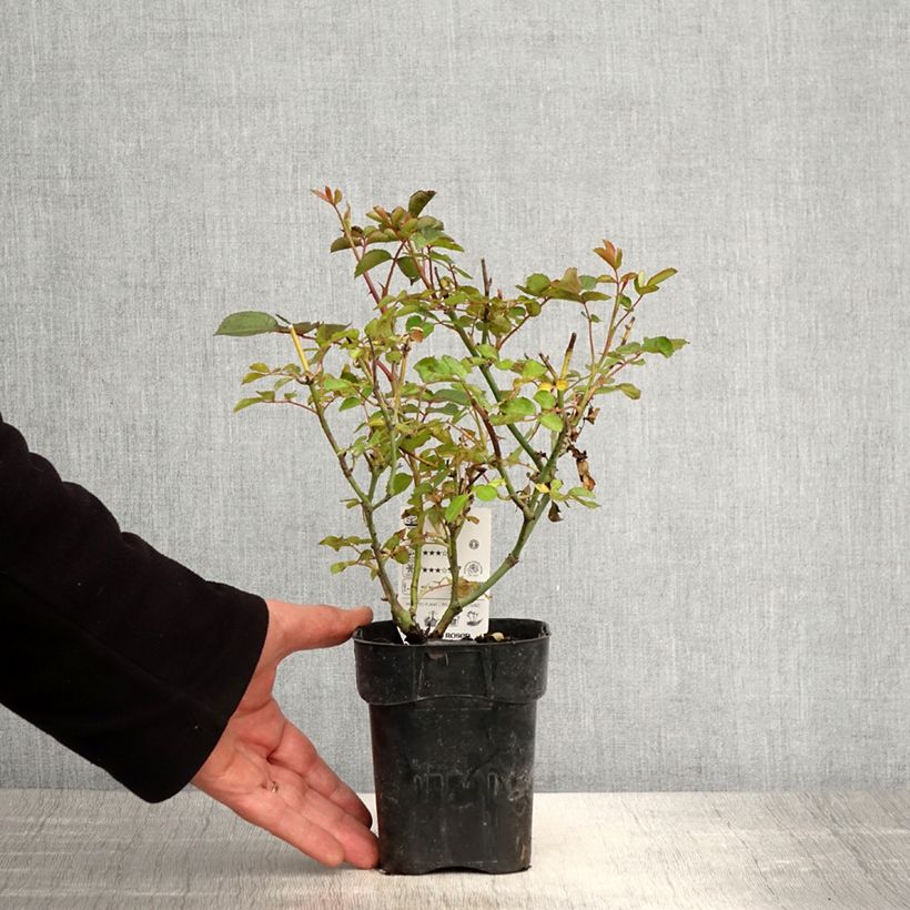 Example of Rosier Urban Streetlight Rekord Cubana Pot de 10 cm/11cm, Issu de bouture as you get in printemps