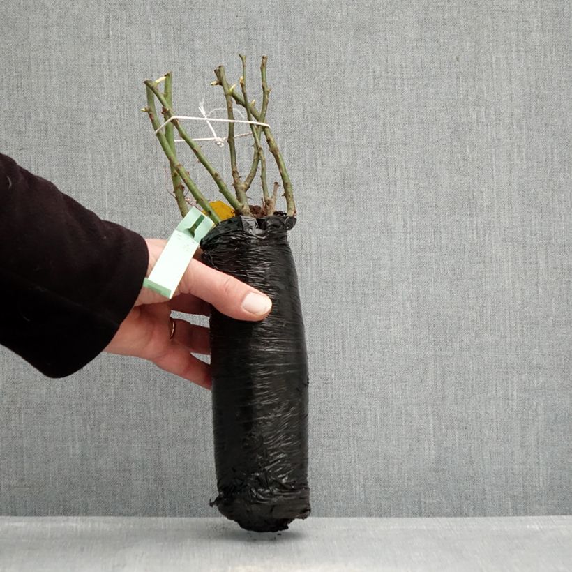 Example of Rosier Urban Streetlight Rekord Cubana Racines nues en motte as you get in hiver