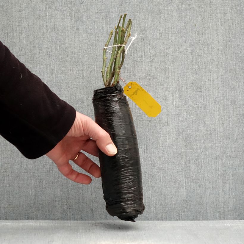 Example of Rosier Urban Streetlight Sommerabend Racines nues en motte as you get in hiver