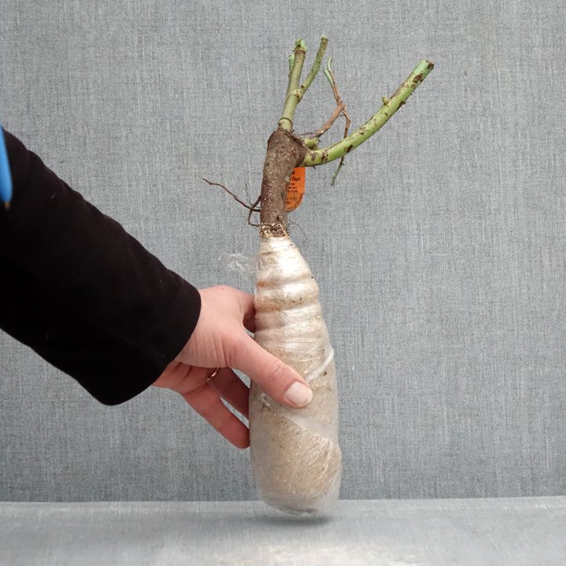 Example of Rosier Urban Streetlight Sunmaid Racines nues en motte as you get in hiver