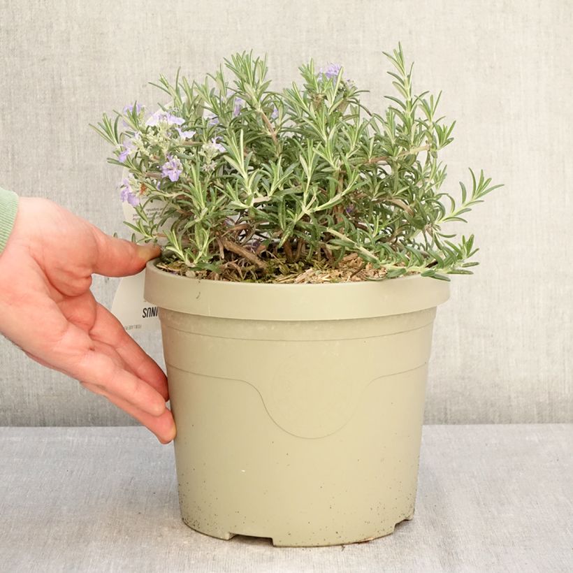 Example of Rosmarinus officinalis Blue Cascade - Romarin retombant Pot de 3L/4L as you get in hiver