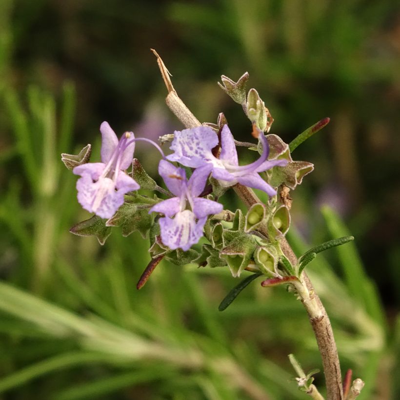 Rosmarinus officinalis Corsican Blue - Romarin (Floraison)