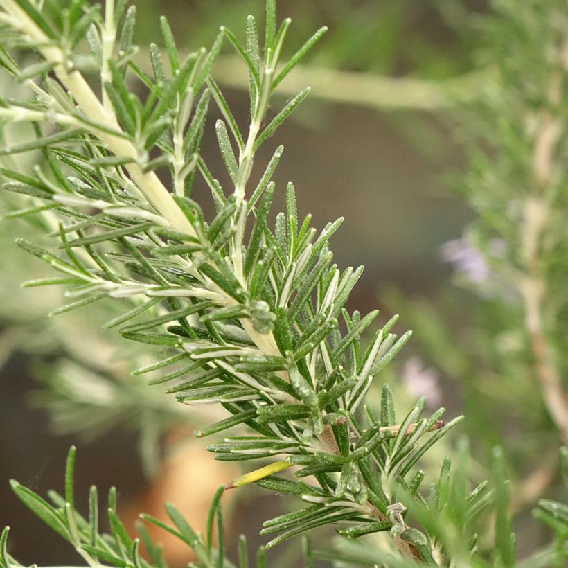 Rosmarinus officinalis Whitewater Silver - Romarin prostré (Foliage)