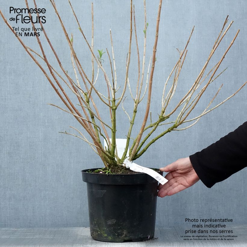 Example of Rostrinucula dependens Happy Cascade - Menthe en arbre Pot de 7,5L/10L as you get in printemps