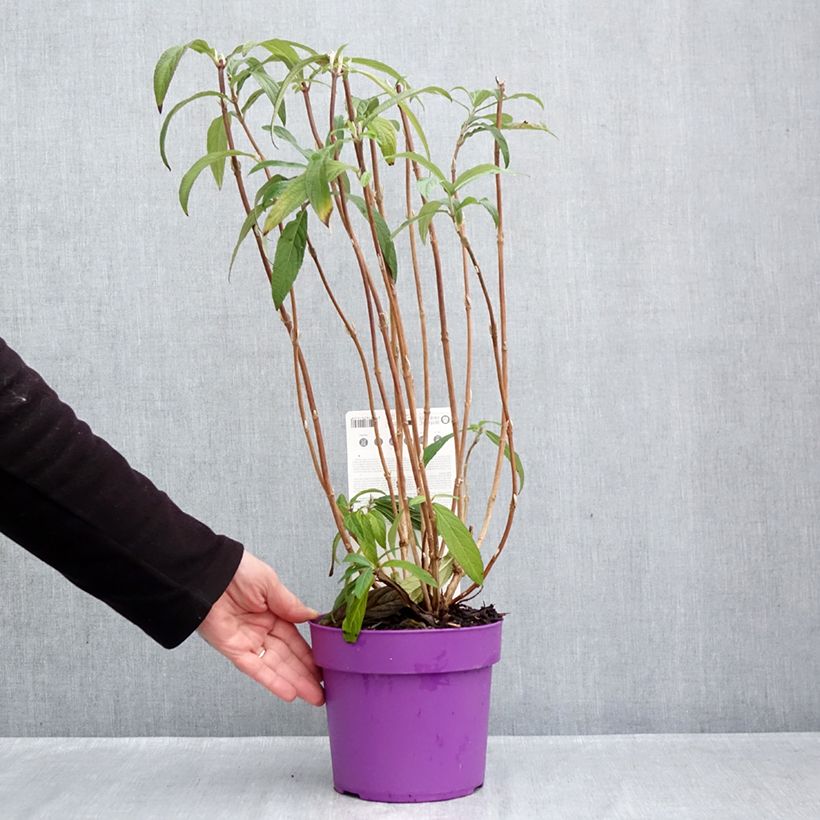 Spécimen de Rostrinucula dependens - Menthe en arbre Pot de 3L/4L tel que livré en automne