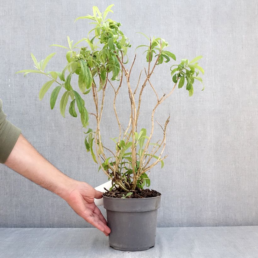 Spécimen de Rostrinucula dependens - Menthe en arbre Pot de 3L/4L tel que livré en été