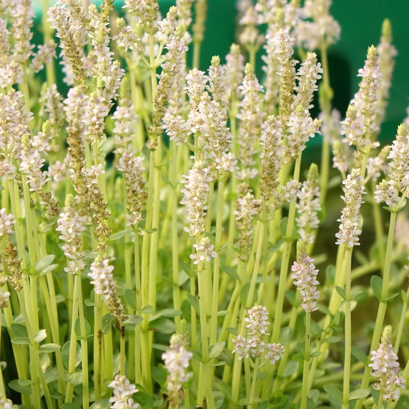 Rotala rotundifolia Green - Rotala à feuilles rondes (Floraison)