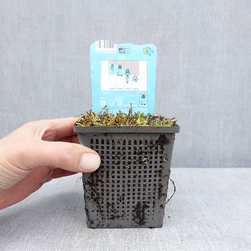 Spécimen de Rotala rotundifolia Green - Rotala à feuilles rondes Pot de 1L/1,5L tel que livré au printemps