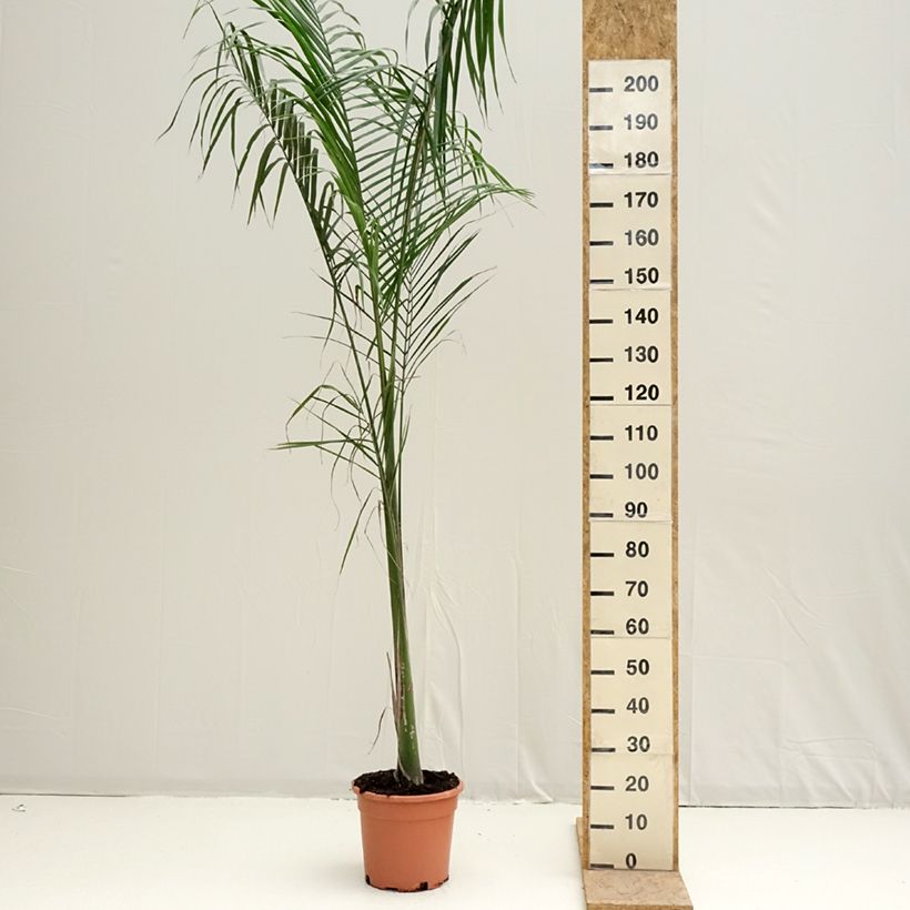 Example of Roystonea regia - Palmier royal de Cuba Pot de 7,5L/10L as you get in printemps