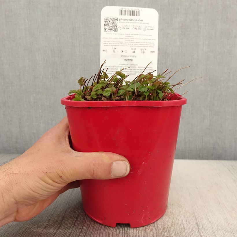 Example of Rubus arcticus Beata - Framboisier de l'arctique Pot de 2L/3L as you get in printemps