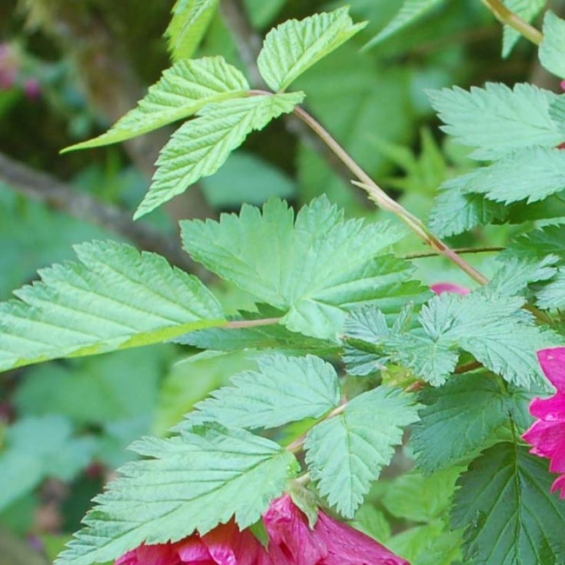 Rubus spectabilis Olympic Double (Flore Pleno) - Ronce d'ornement (Foliage)