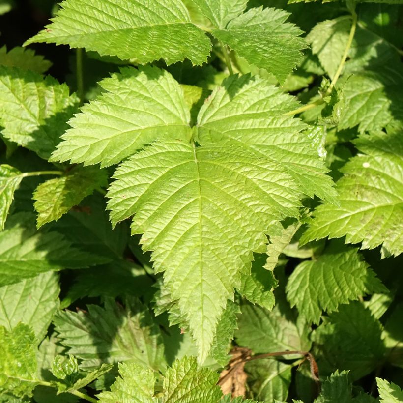 Rubus spectabilis Pacific Rose - Ronce remarquable (Foliage)
