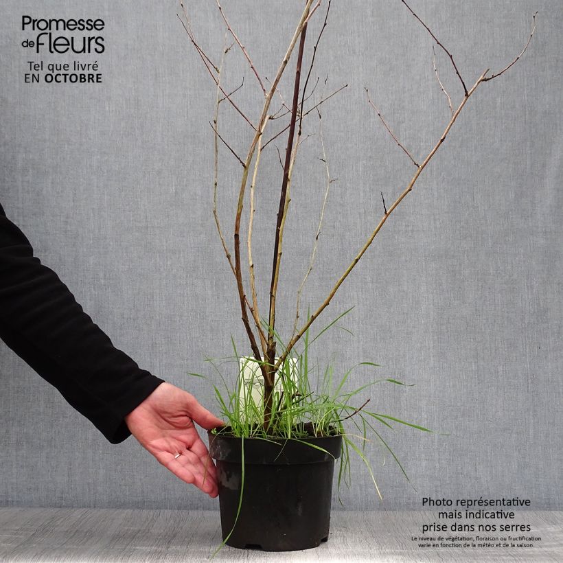 Spécimen de Rubus tridel Benenden - Ronce d'ornement. Pot de 3L/4L tel que livré en automne