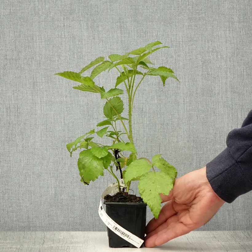 Example of Framboisier Glen Coe Godet de 8/9 cm as you get in printemps