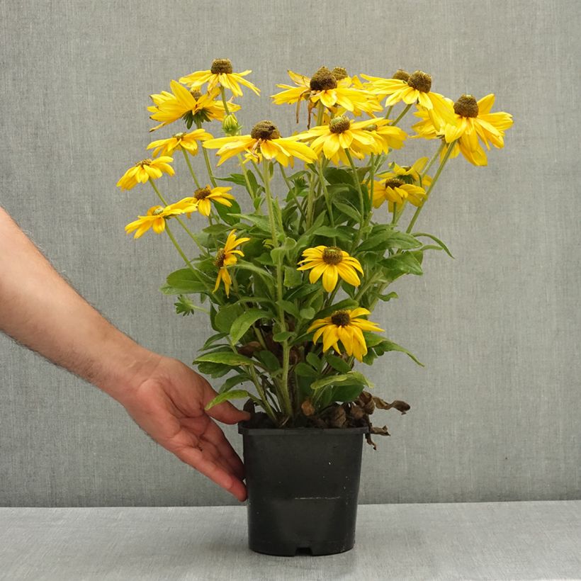 Spécimen de Rudbeckia annuel Sunbeckia Ophelia Pot de 2L/3L tel que livré en été
