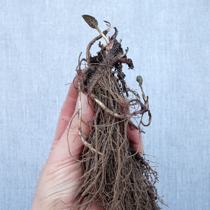 Example of Rudbeckia fulgida Goldsturm - Soleil vivace d'automne Racines nues, Qualité Extra équivalant à un pot de 2L as you get in hiver