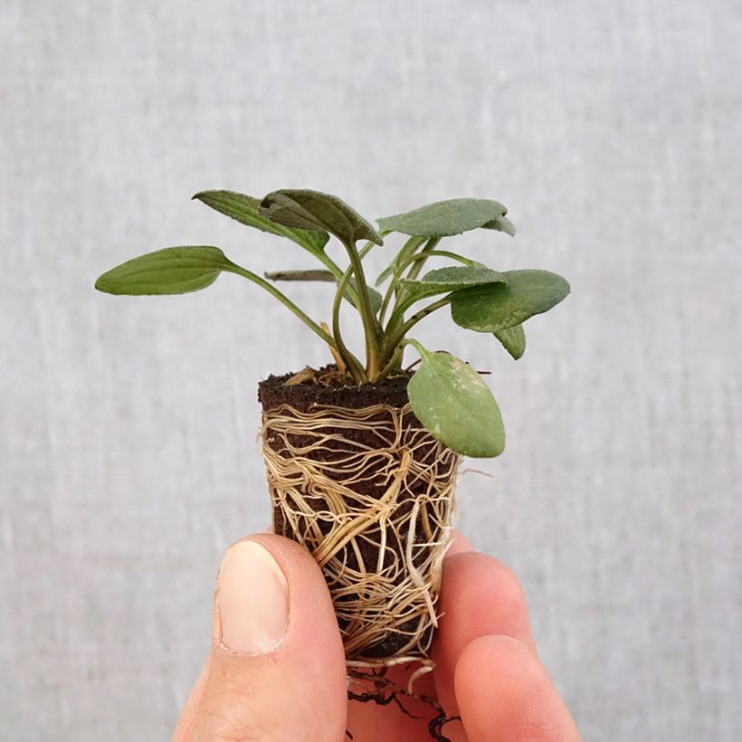 Example of Rudbeckia fulgida Little Goldstar Mini-motte Ø 3/4 cm as you get in printemps