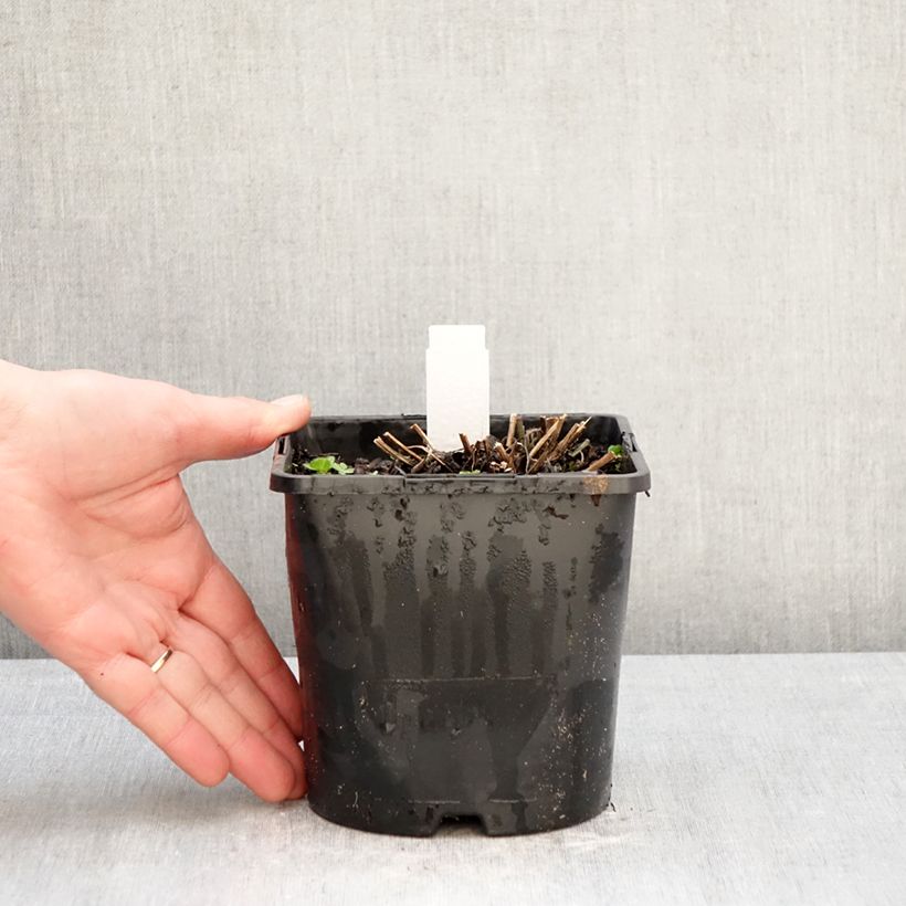 Example of Rudbeckia fulgida Little Goldstar Pot de 2L/3L as you get in hiver