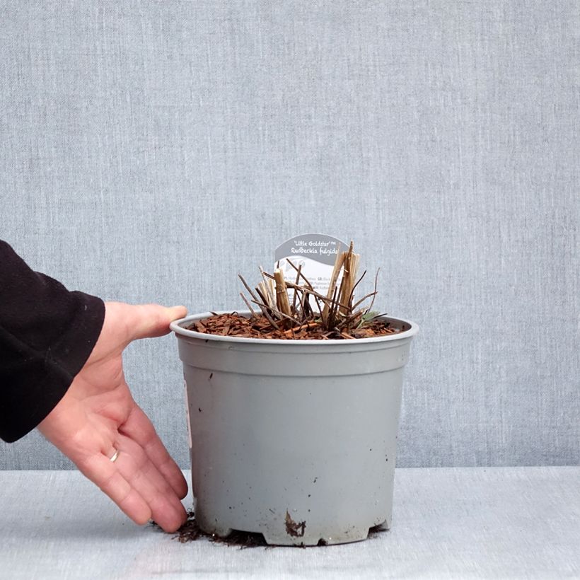 Example of Rudbeckia fulgida Little Goldstar Pot de 3L/4L as you get in printemps