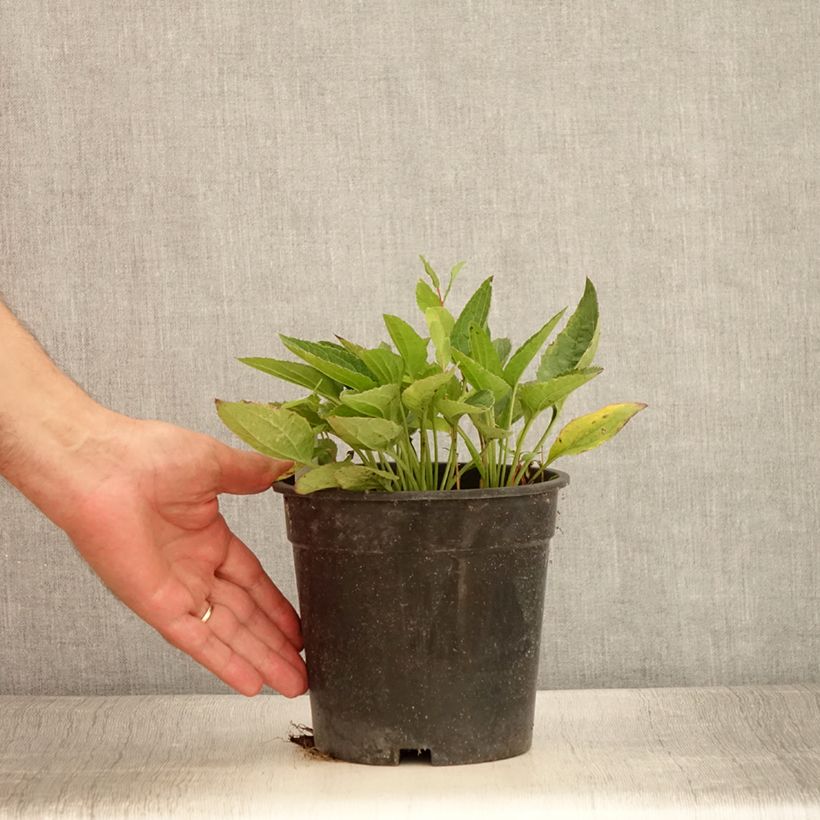 Spécimen de Rudbeckia fulgida Pot of Gold - Rudbéckie compacte Pot de 2L/3L tel que livré en été