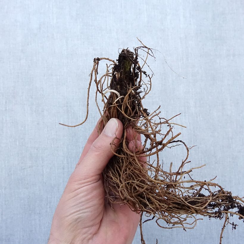 Example of Rudbeckia laciniata Goldquelle Racines nues, Qualité Extra équivalant à un pot de 2L as you get in hiver