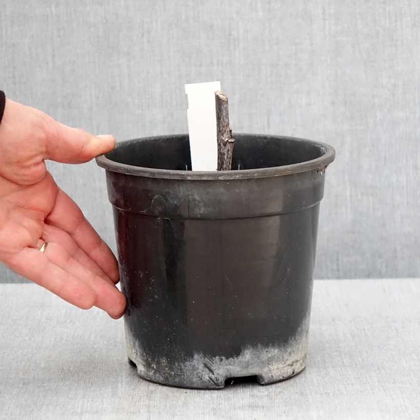 Example of Rudbeckia nitida Herbstsonne - Soleil vivace d'automne Pot de 2L/3L as you get in printemps