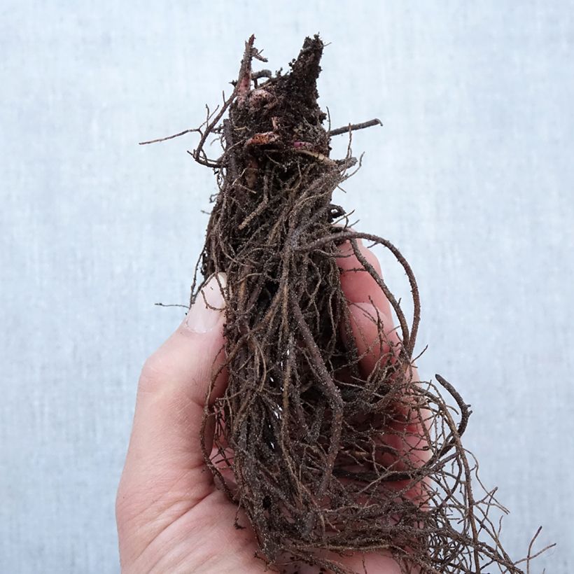 Example of Rudbeckia nitida Herbstsonne - Soleil vivace d'automne Racines nues, Qualité Extra équivalant à un pot de 2L as you get in hiver