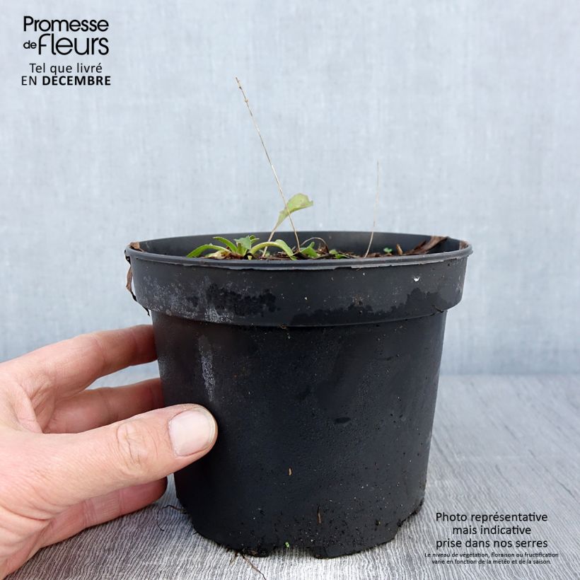Spécimen de Rudbeckia occidentalis Green Wizard Pot de 2L/3L tel que livré en automne