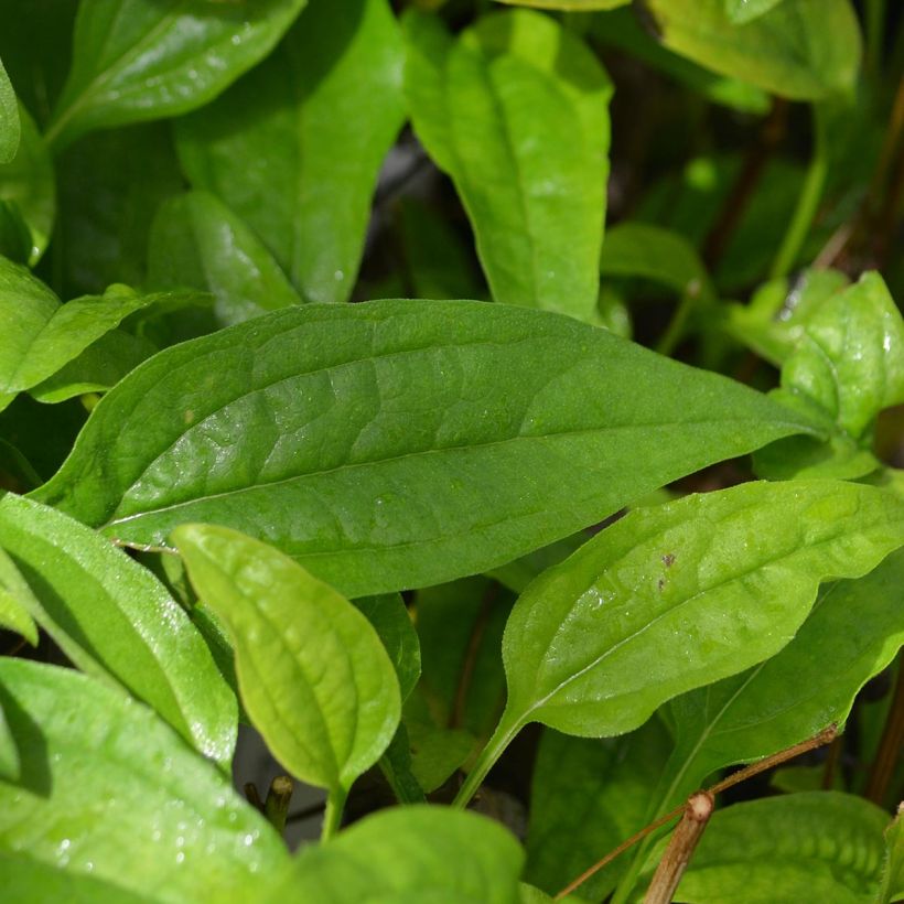 Echinacea purpurea Sundown - Rudbeckia pourpre (Foliage)