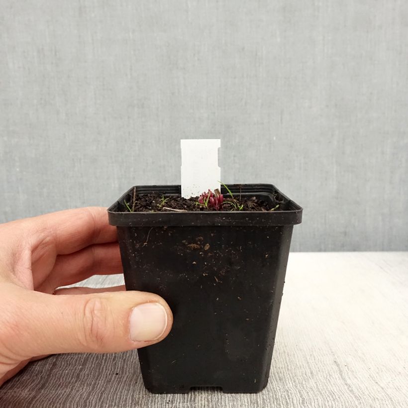 Spécimen de Ruellia humilis - Pétunia sauvage Godet de 8/9 cm tel que livré au printemps