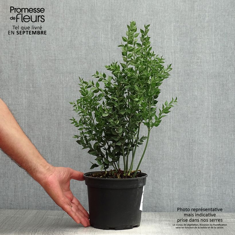 Spécimen de Ruscus aculeatus - Fragon petit houx  Pot de 2L/3L tel que livré en été