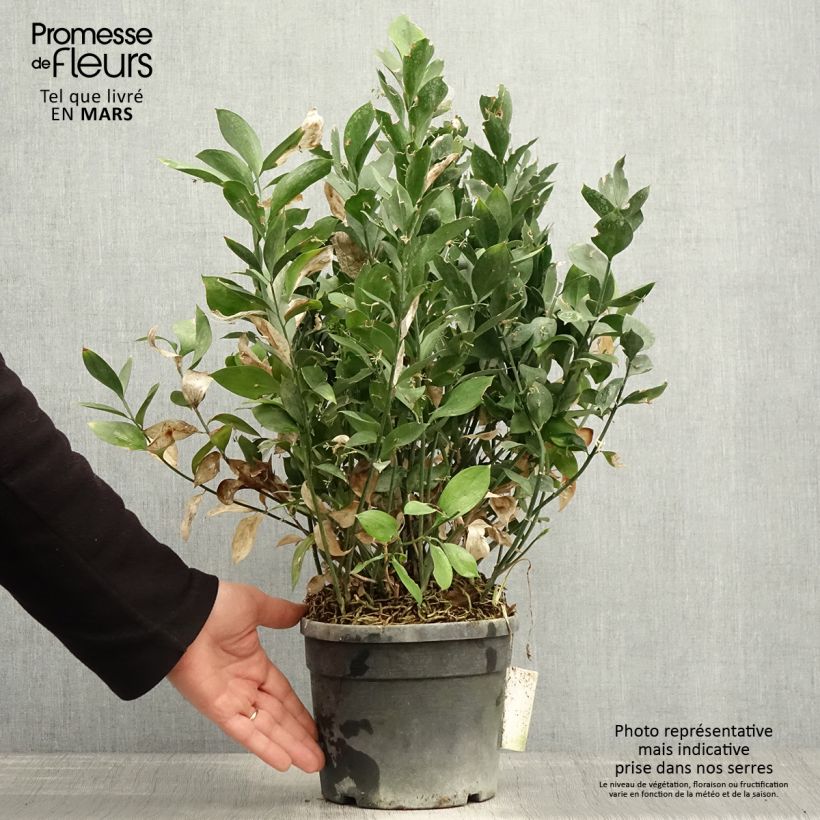 Spécimen de Ruscus hypoglossum - Fragon à langues Pot de 3L/4L tel que livré au printemps