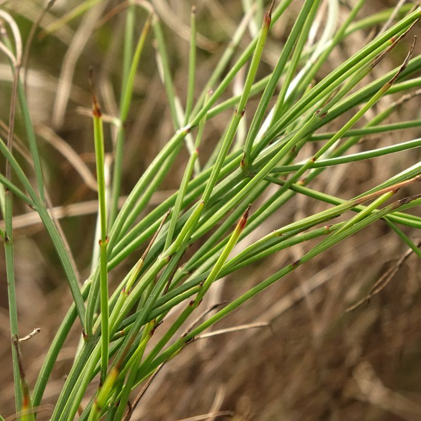 Russelia equisetiformis - Goutte de sang (Foliage)