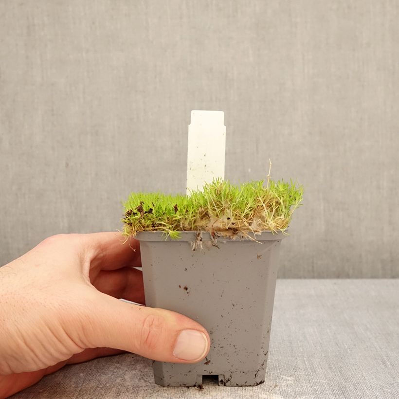 Spécimen de Sagina Lime Moss - Sagine subulée Godet de 8/9 cm tel que livré en hiver