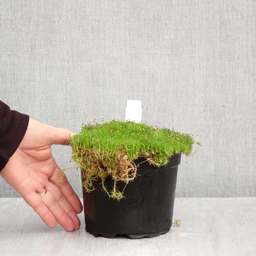 Spécimen de Sagina subulata - Sagine subulée Pot de 2L/3L tel que livré en automne