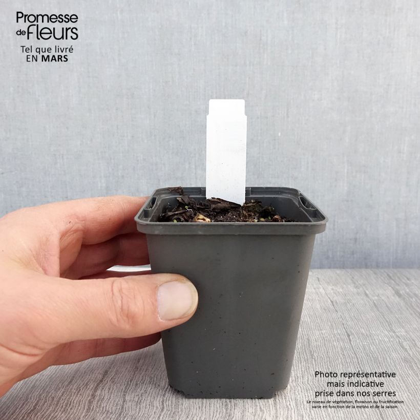 Example of Sagittaire - Sagittaria sagittifolia Flore Pleno Godet de 8/9 cm as you get in printemps